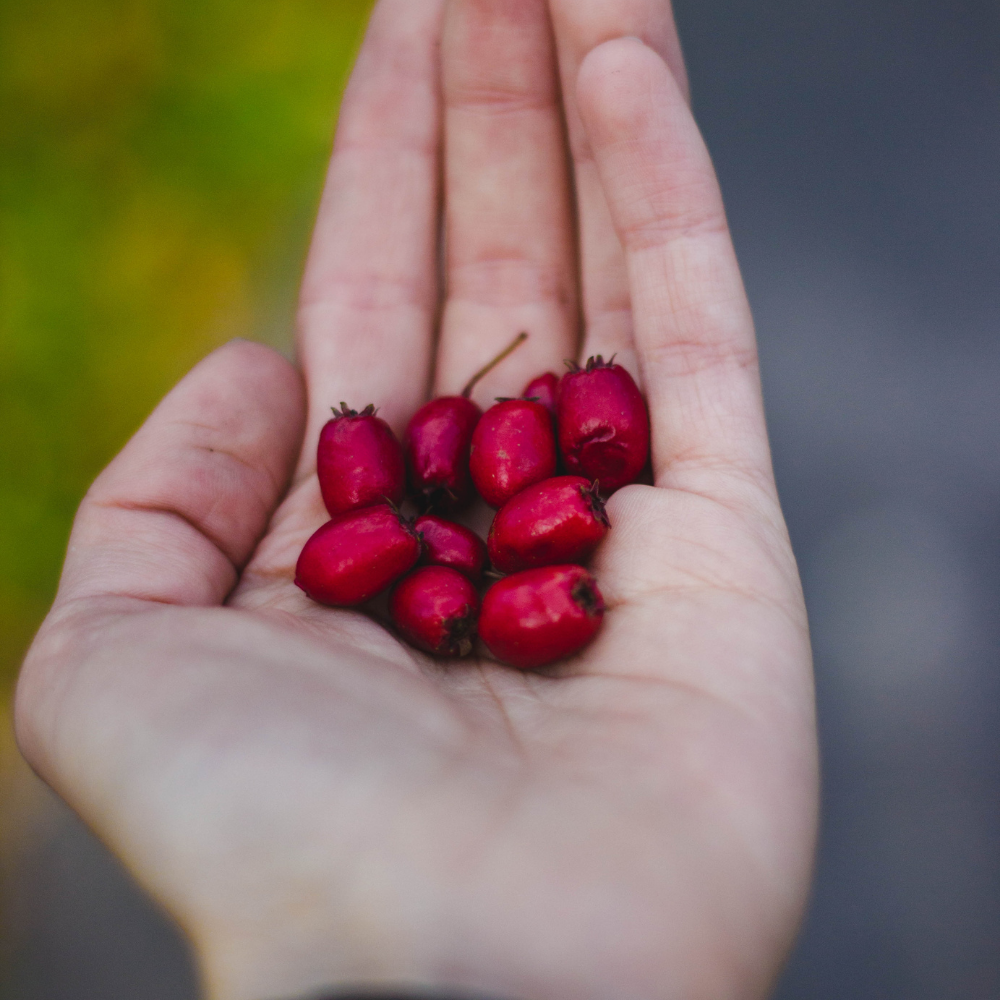 Image by orbit-wander-union from Pexels | Kuwaloo Care