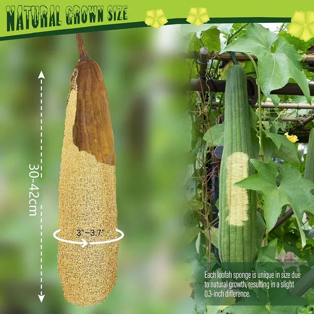 Natural Loofah Body Scrub – Whole Loofah Exfoliating Bath Sponge