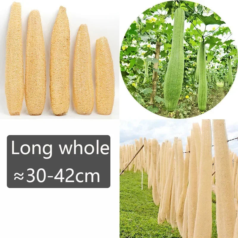 Natural Loofah Body Scrub – Whole Loofah Exfoliating Bath Sponge